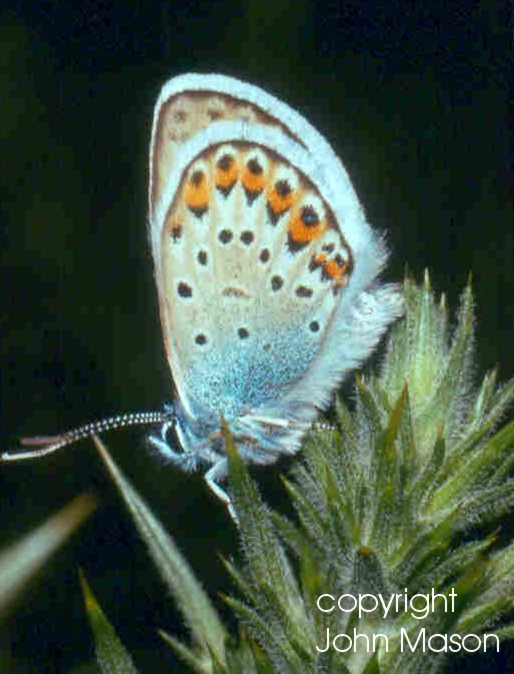 Silver-studded blue with head down
